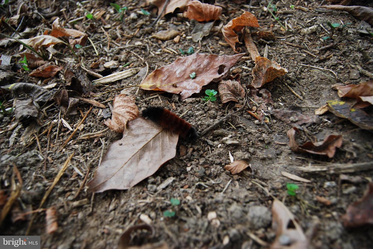 2983 OLD WINCHESTER RD, BOYCE, Virginia 22620, 3 Bedrooms Bedrooms, ,2 BathroomsBathrooms,Residential,For Sale,2983 OLD WINCHESTER RD,VACL2006126 MLS # VACL2006126