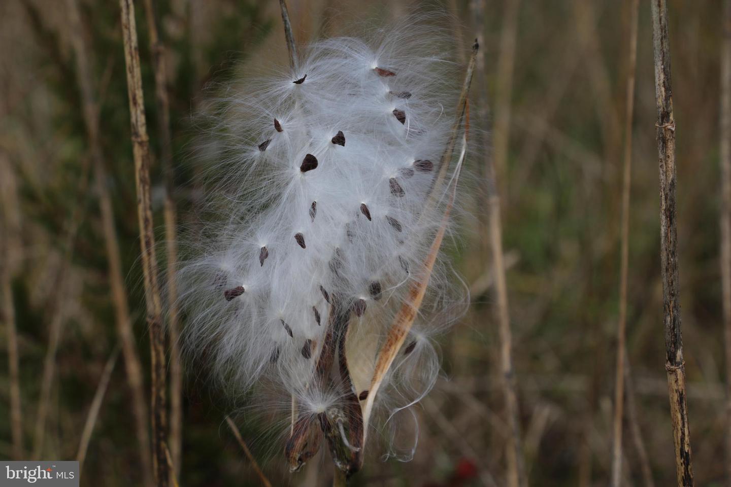 499 E LEE HWY, NEW MARKET, Virginia 22844, 3 Bedrooms Bedrooms, ,2 BathroomsBathrooms,Farm,For Sale,499 E LEE HWY,VASH2012864 MLS # VASH2012864