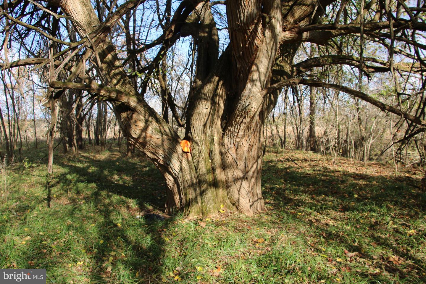 499 E LEE HWY, NEW MARKET, Virginia 22844, 3 Bedrooms Bedrooms, ,2 BathroomsBathrooms,Farm,For Sale,499 E LEE HWY,VASH2012864 MLS # VASH2012864