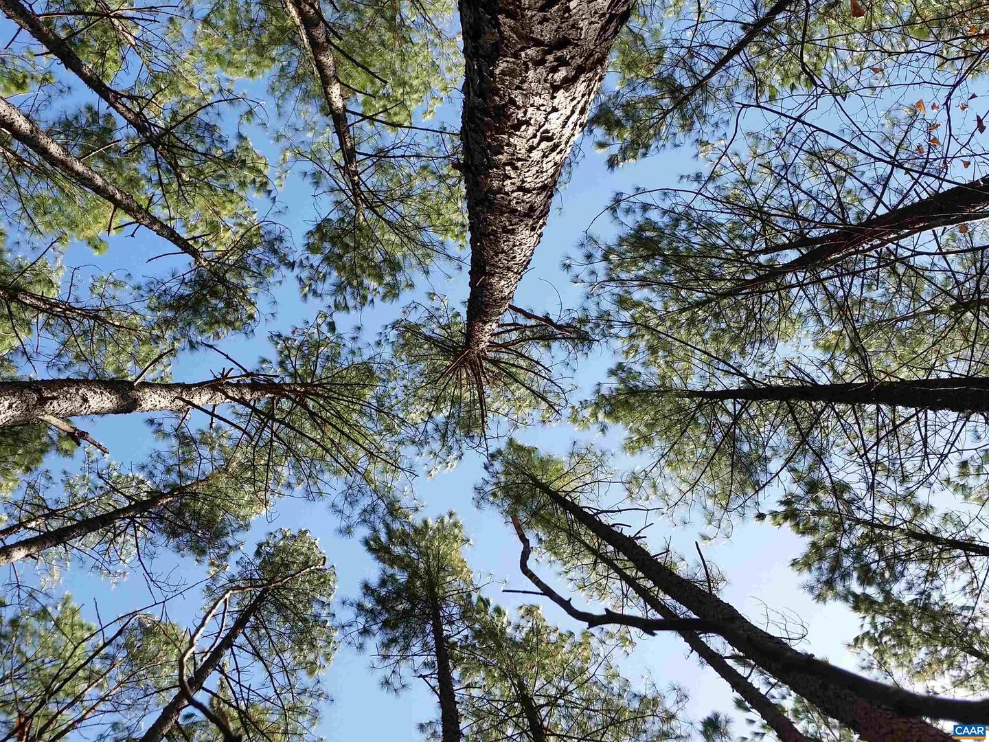 2647 PENNY LN, CHARLOTTESVILLE, Virginia 22901, ,Land,For Sale,2647 PENNY LN,670689 MLS # 670689 2647 PENNY LN, CHARLOTTESVILLE, Virginia 22901, ,Land,For Sale,2647 PENNY LN,670689 MLS # 670689