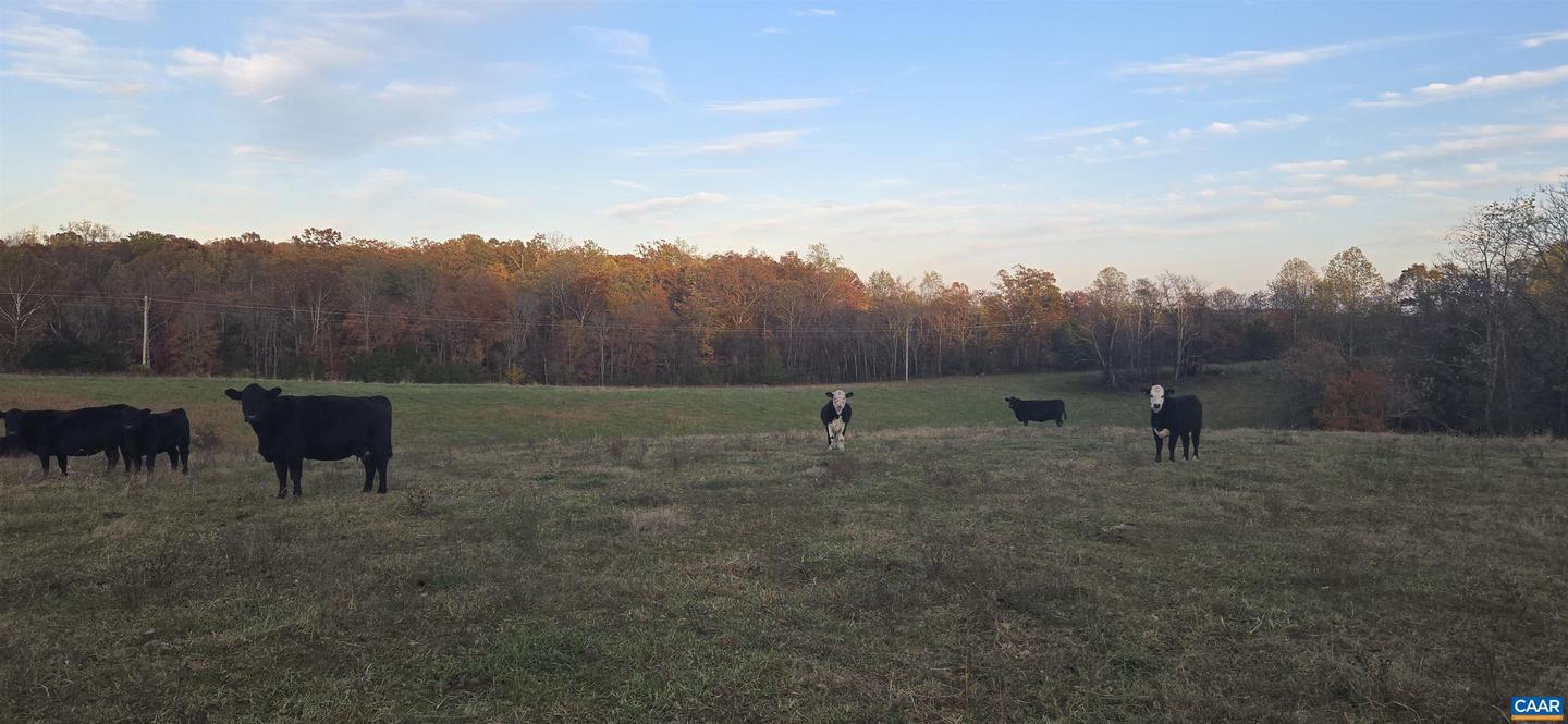 0 OCTONIA RD, STANARDSVILLE, Virginia 22973, ,Farm,For Sale,0 OCTONIA RD,670773 MLS # 670773