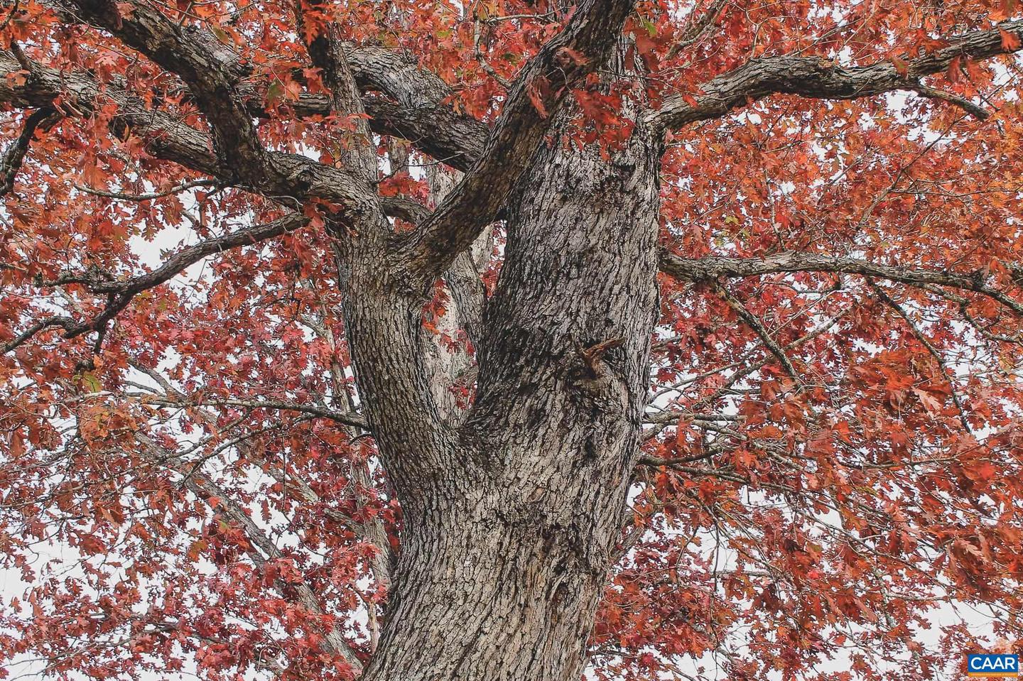 3785 ROLLING RD S, SCOTTSVILLE, Virginia 24590, 2 Bedrooms Bedrooms, ,1 BathroomBathrooms,Farm,For Sale,3785 ROLLING RD S,670836 MLS # 670836