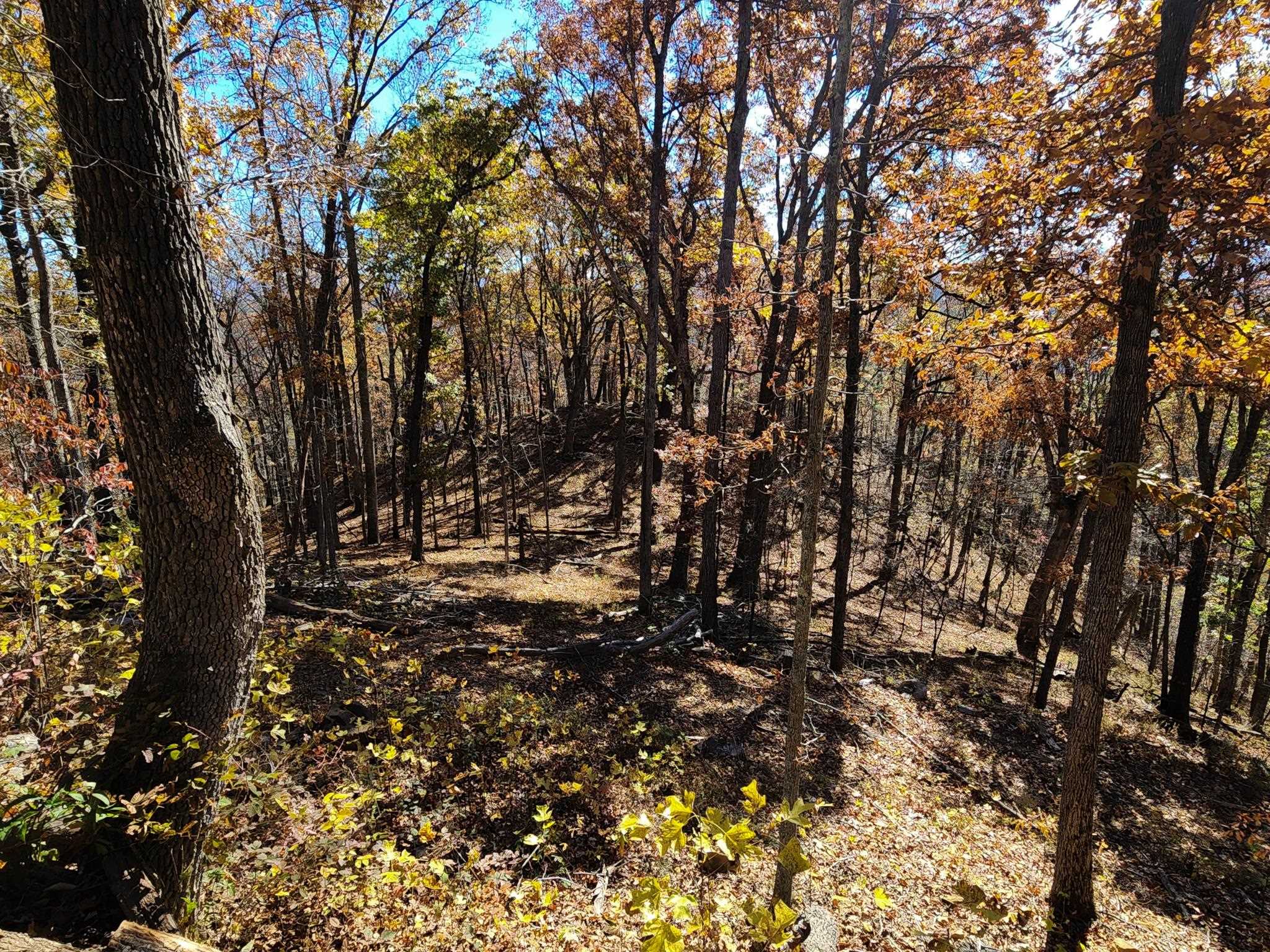 0 BIG RIVER RD, GOSHEN, Virginia 24439, ,Farm,14,0 BIG RIVER RD,670882 MLS # 670882