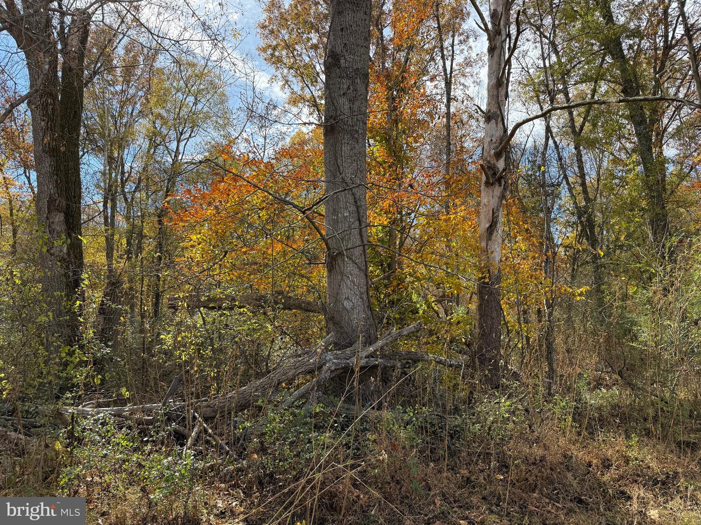 0 BRIDGEPORT RD, ARVONIA, Virginia 23004, ,Land,For Sale,0 BRIDGEPORT RD,VABH2000236 MLS # VABH2000236 0 BRIDGEPORT RD, ARVONIA, Virginia 23004, ,Land,For Sale,0 BRIDGEPORT RD,VABH2000236 MLS # VABH2000236