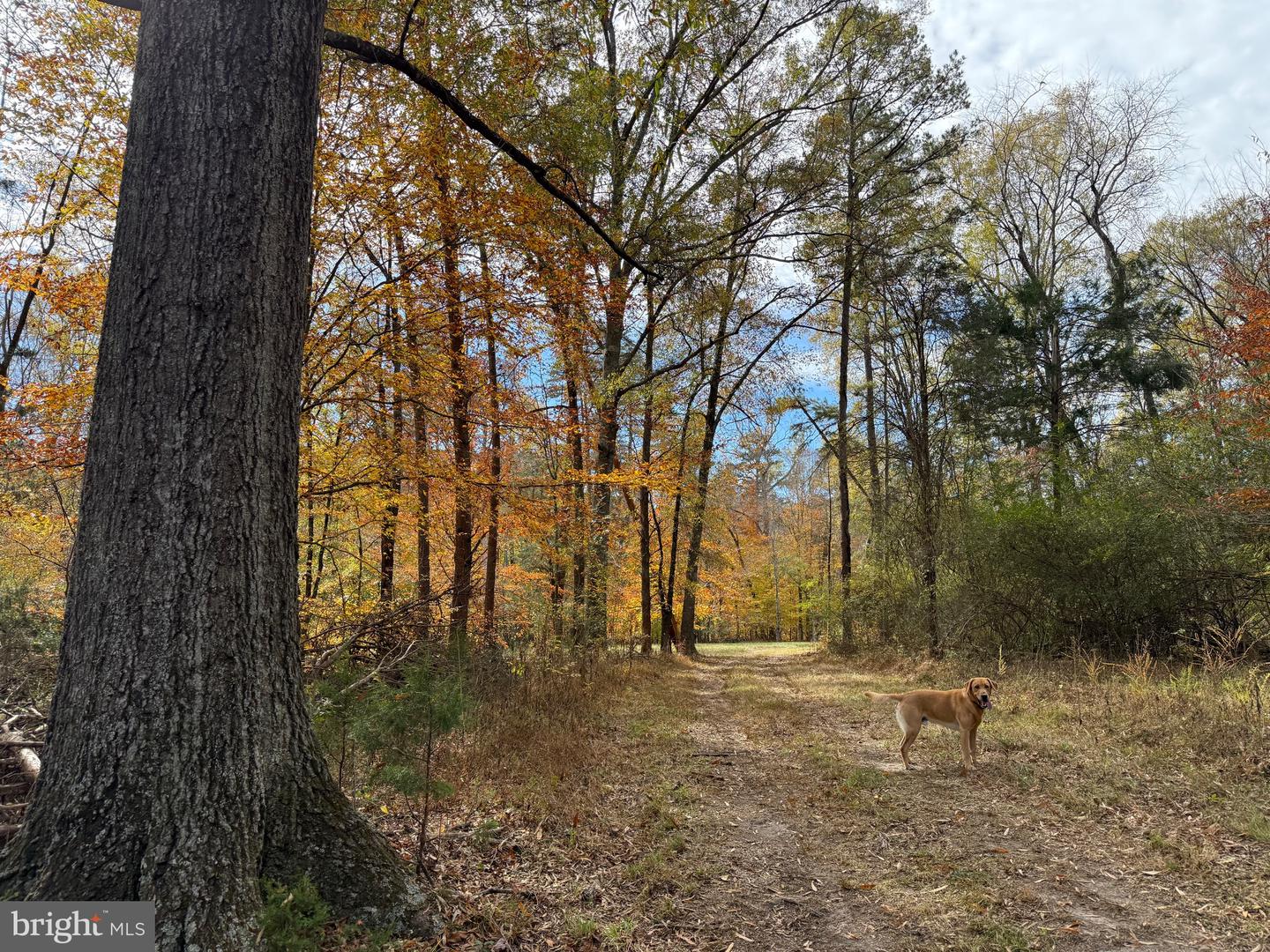 0 BRIDGEPORT RD, ARVONIA, Virginia 23004, ,Land,For Sale,0 BRIDGEPORT RD,VABH2000236 MLS # VABH2000236 0 BRIDGEPORT RD, ARVONIA, Virginia 23004, ,Land,For Sale,0 BRIDGEPORT RD,VABH2000236 MLS # VABH2000236