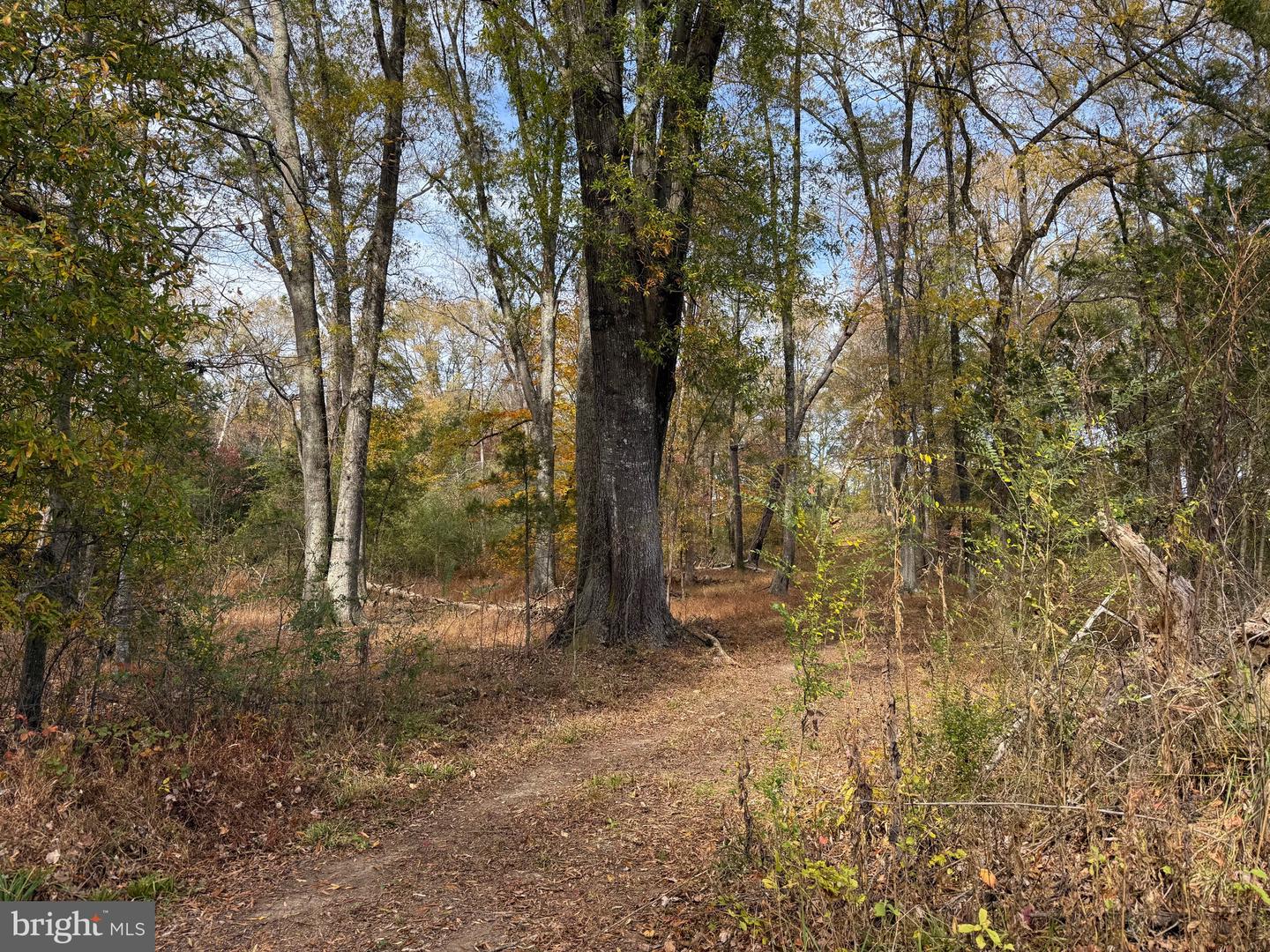 0 BRIDGEPORT RD, ARVONIA, Virginia 23004, ,Land,For Sale,0 BRIDGEPORT RD,VABH2000236 MLS # VABH2000236 0 BRIDGEPORT RD, ARVONIA, Virginia 23004, ,Land,For Sale,0 BRIDGEPORT RD,VABH2000236 MLS # VABH2000236
