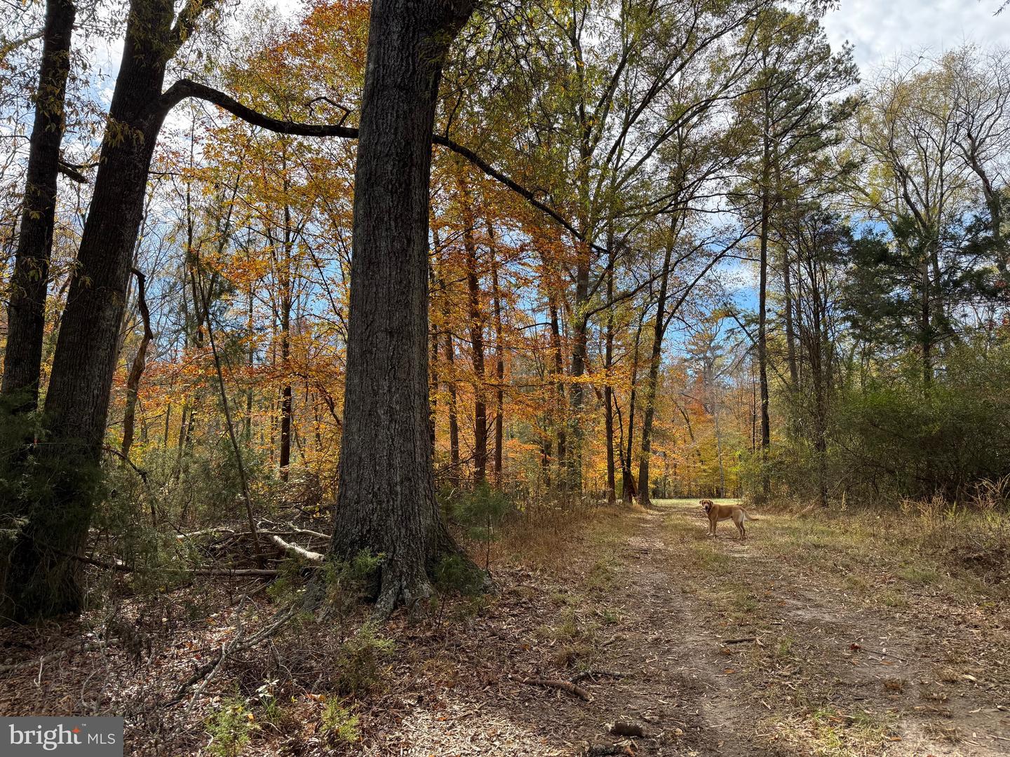 0 BRIDGEPORT RD, ARVONIA, Virginia 23004, ,Land,For Sale,0 BRIDGEPORT RD,VABH2000236 MLS # VABH2000236 0 BRIDGEPORT RD, ARVONIA, Virginia 23004, ,Land,For Sale,0 BRIDGEPORT RD,VABH2000236 MLS # VABH2000236