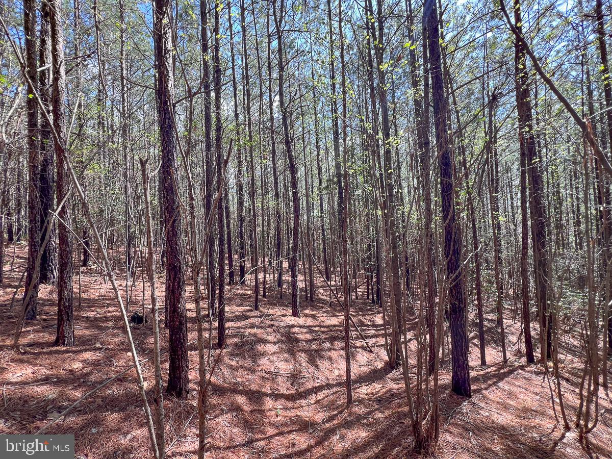 0 GILLIAM MILL RD, DILLWYN, Virginia 23936, ,Farm,For Sale,0 GILLIAM MILL RD,VABH2000238 MLS # VABH2000238