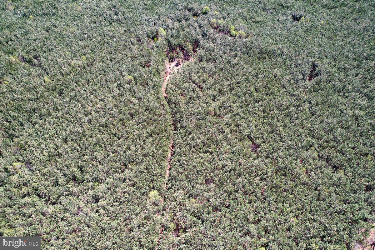 0 GILLIAM MILL RD, DILLWYN, Virginia 23936, ,Farm,For Sale,0 GILLIAM MILL RD,VABH2000238 MLS # VABH2000238