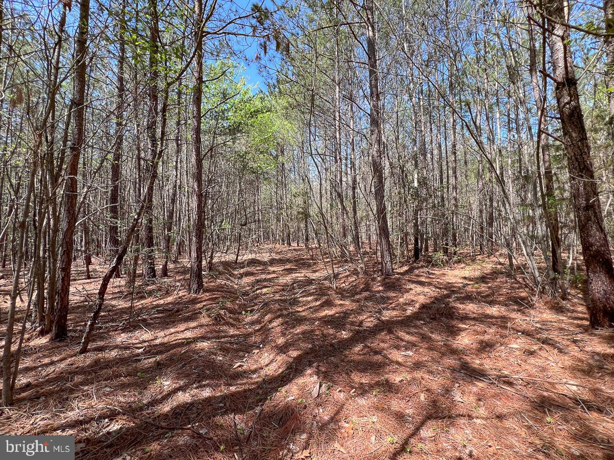 0 GILLIAM MILL RD, DILLWYN, Virginia 23936, ,Farm,For Sale,0 GILLIAM MILL RD,VABH2000238 MLS # VABH2000238