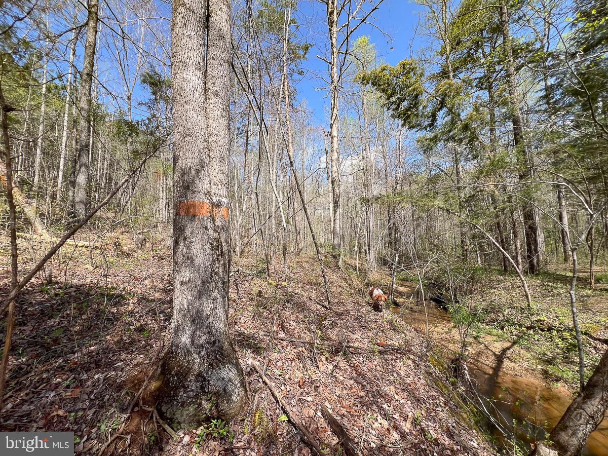 0 GILLIAM MILL RD, DILLWYN, Virginia 23936, ,Farm,For Sale,0 GILLIAM MILL RD,VABH2000238 MLS # VABH2000238