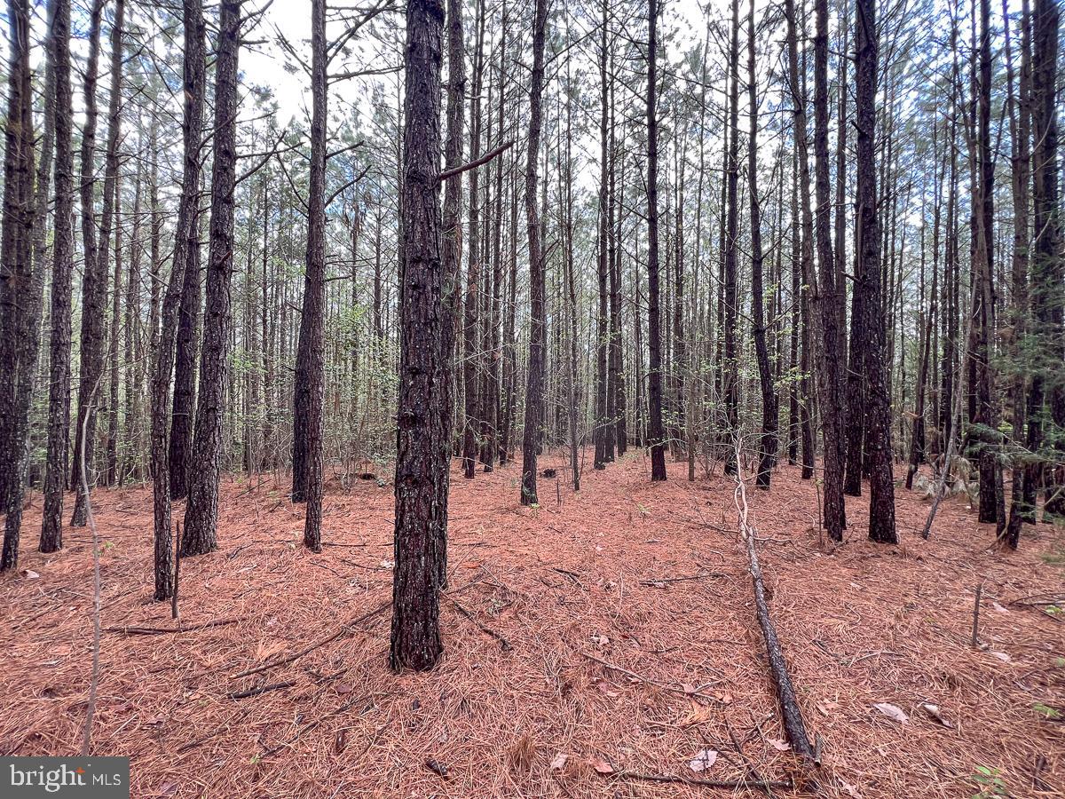 0 GILLIAM MILL RD, DILLWYN, Virginia 23936, ,Farm,For Sale,0 GILLIAM MILL RD,VABH2000238 MLS # VABH2000238