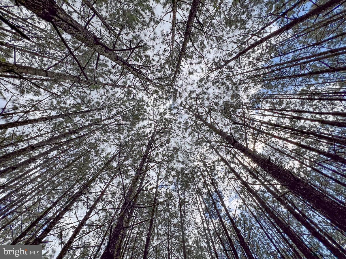 0 GILLIAM MILL RD, DILLWYN, Virginia 23936, ,Farm,For Sale,0 GILLIAM MILL RD,VABH2000238 MLS # VABH2000238