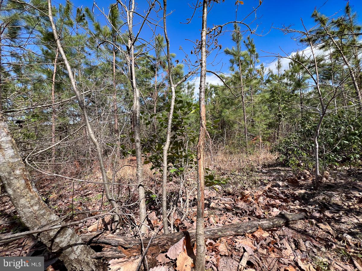 0 GILLIAM MILL RD, DILLWYN, Virginia 23936, ,Farm,For Sale,0 GILLIAM MILL RD,VABH2000238 MLS # VABH2000238