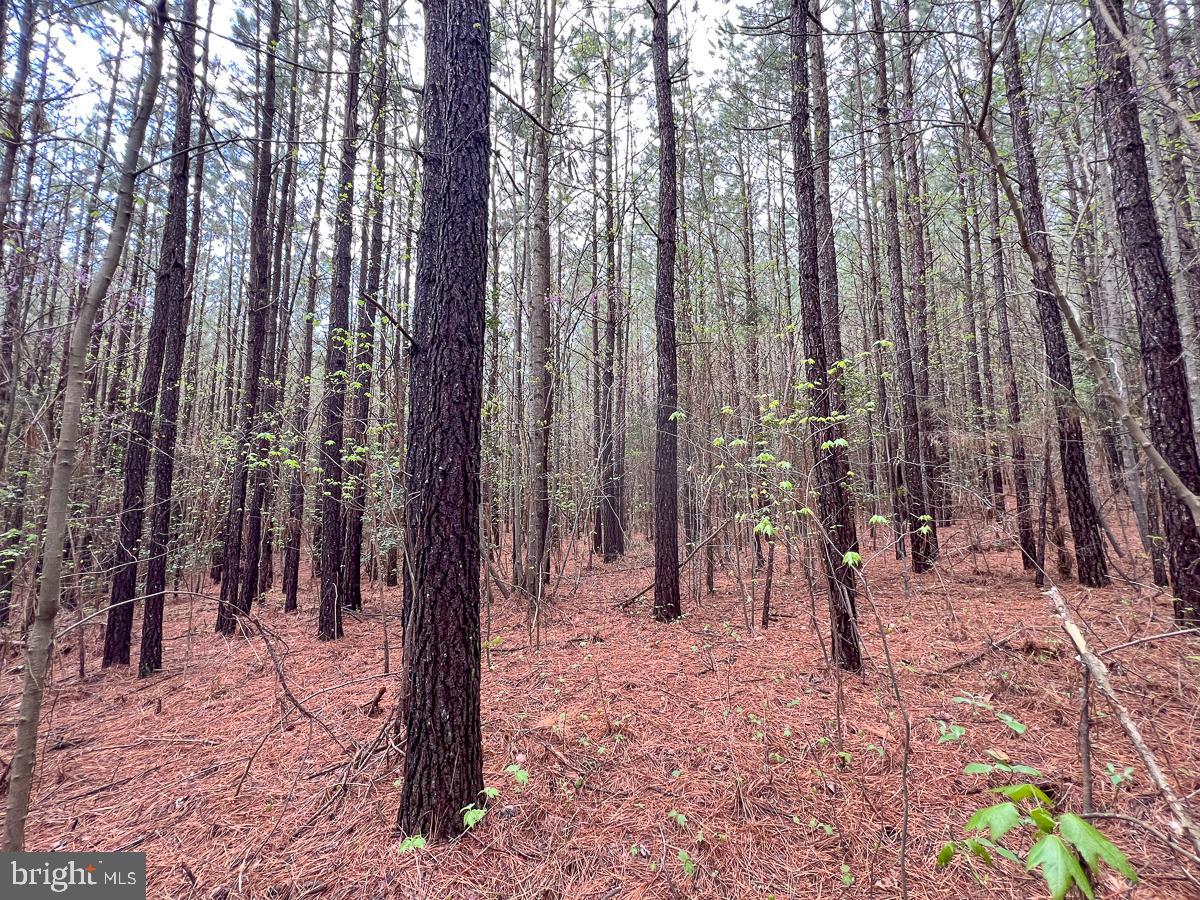 0 GILLIAM MILL RD, DILLWYN, Virginia 23936, ,Farm,For Sale,0 GILLIAM MILL RD,VABH2000238 MLS # VABH2000238