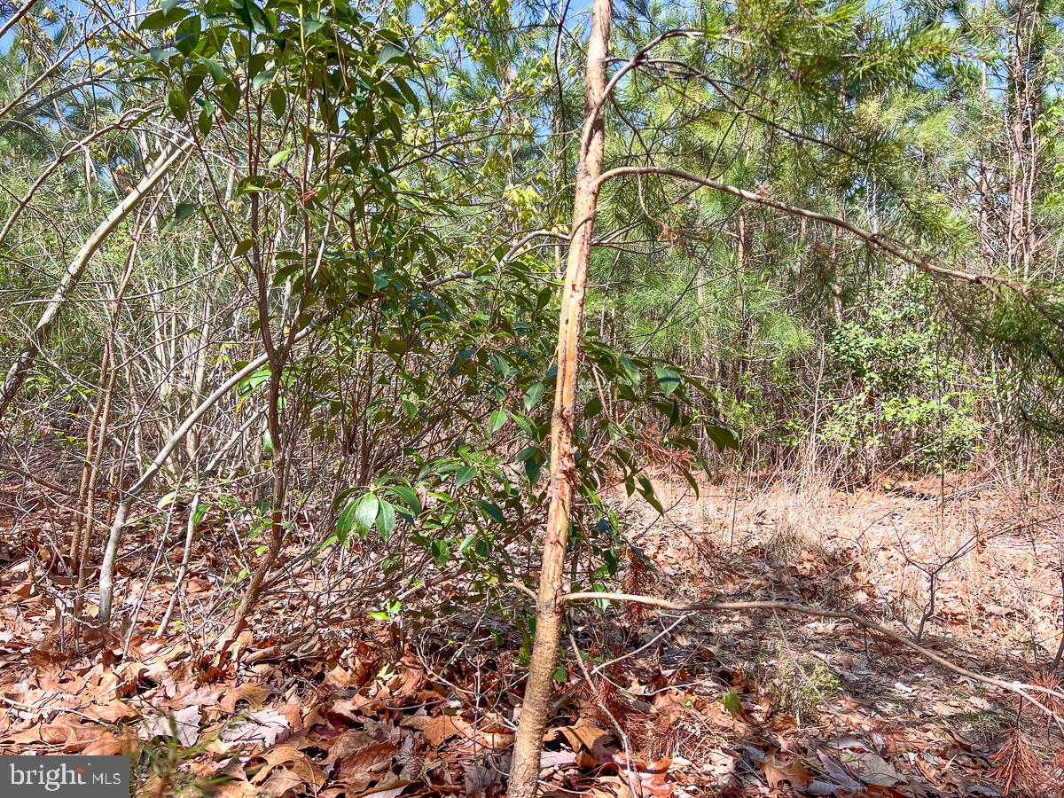 0 GILLIAM MILL RD, DILLWYN, Virginia 23936, ,Farm,For Sale,0 GILLIAM MILL RD,VABH2000238 MLS # VABH2000238