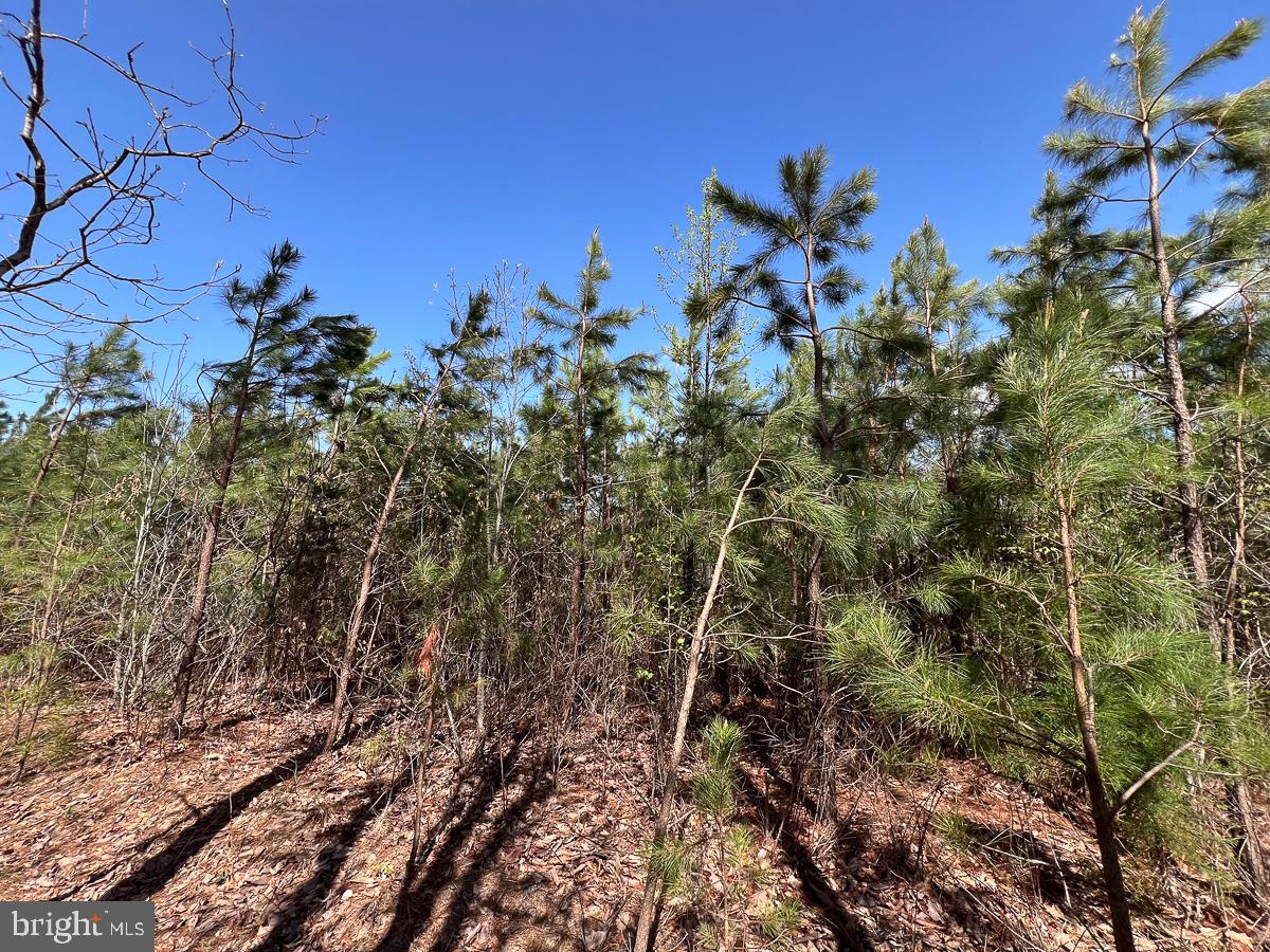 0 GILLIAM MILL RD, DILLWYN, Virginia 23936, ,Farm,For Sale,0 GILLIAM MILL RD,VABH2000238 MLS # VABH2000238