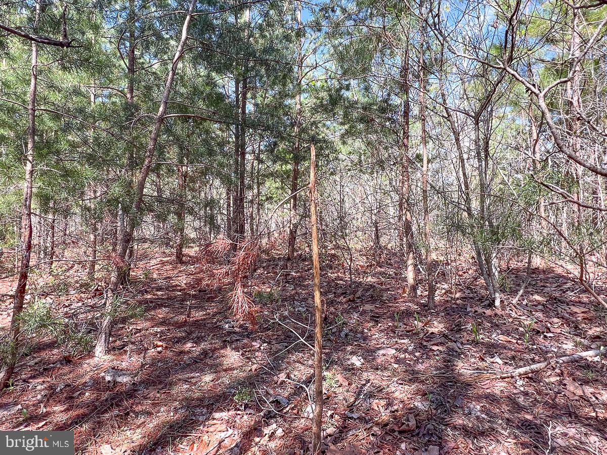 0 GILLIAM MILL RD, DILLWYN, Virginia 23936, ,Farm,For Sale,0 GILLIAM MILL RD,VABH2000238 MLS # VABH2000238