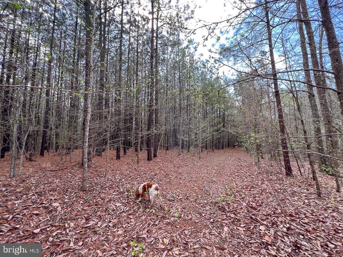 0 GILLIAM MILL RD, DILLWYN, Virginia 23936, ,Farm,For Sale,0 GILLIAM MILL RD,VABH2000238 MLS # VABH2000238