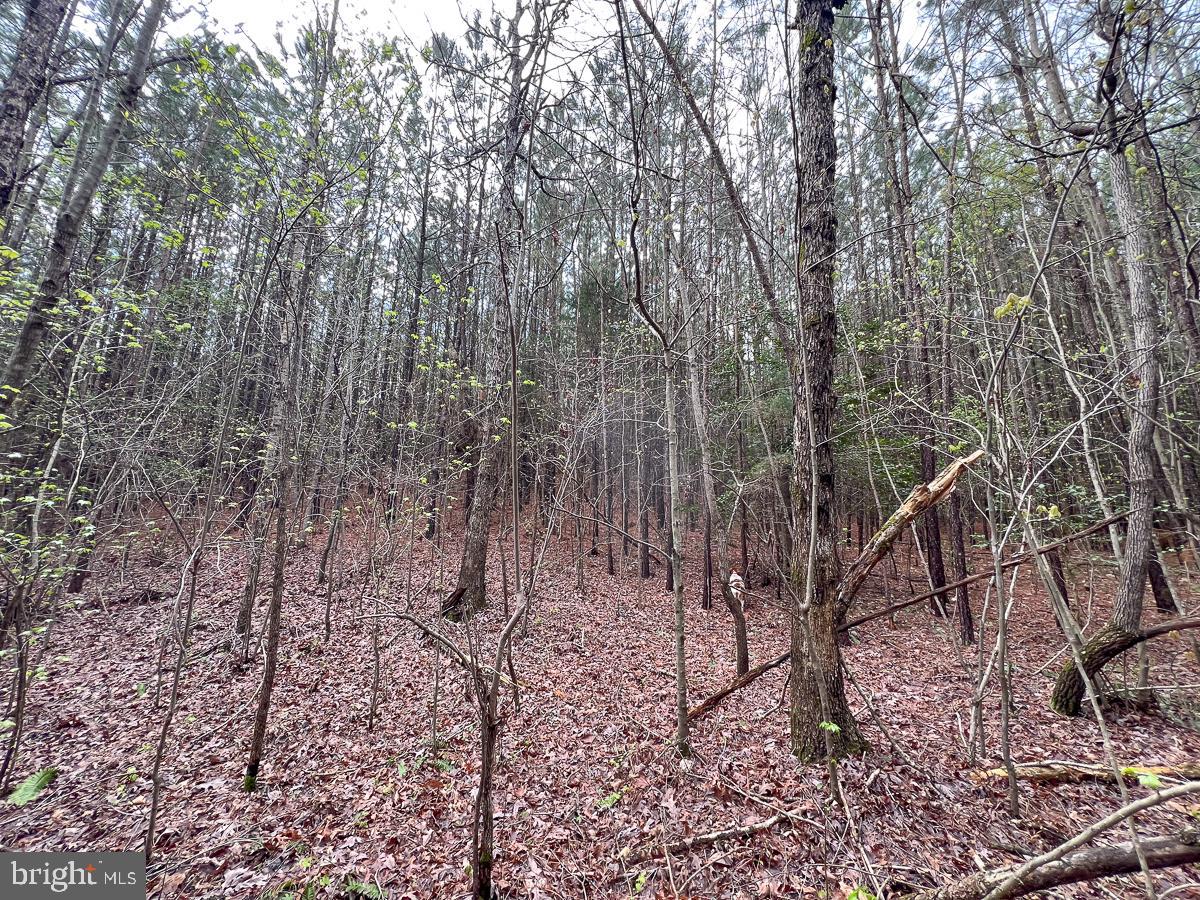 0 GILLIAM MILL RD, DILLWYN, Virginia 23936, ,Farm,For Sale,0 GILLIAM MILL RD,VABH2000238 MLS # VABH2000238