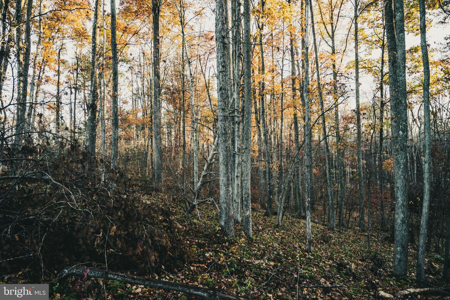 12600 W CATHARPIN RD, SPOTSYLVANIA, Virginia 22551, ,Farm,For Sale,12600 W CATHARPIN RD,VASP2037526 MLS # VASP2037526