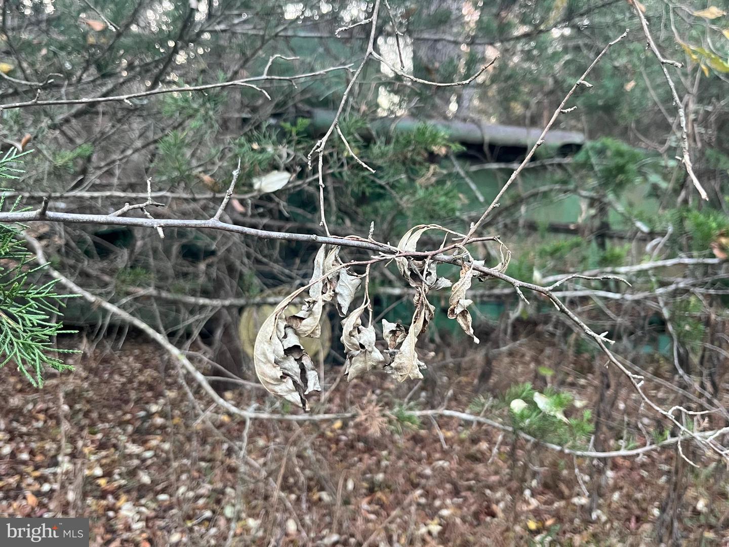 MITCHELL FORD RD, LIGNUM, Virginia 22726, ,Farm,For Sale,MITCHELL FORD RD,VACU2012054 MLS # VACU2012054