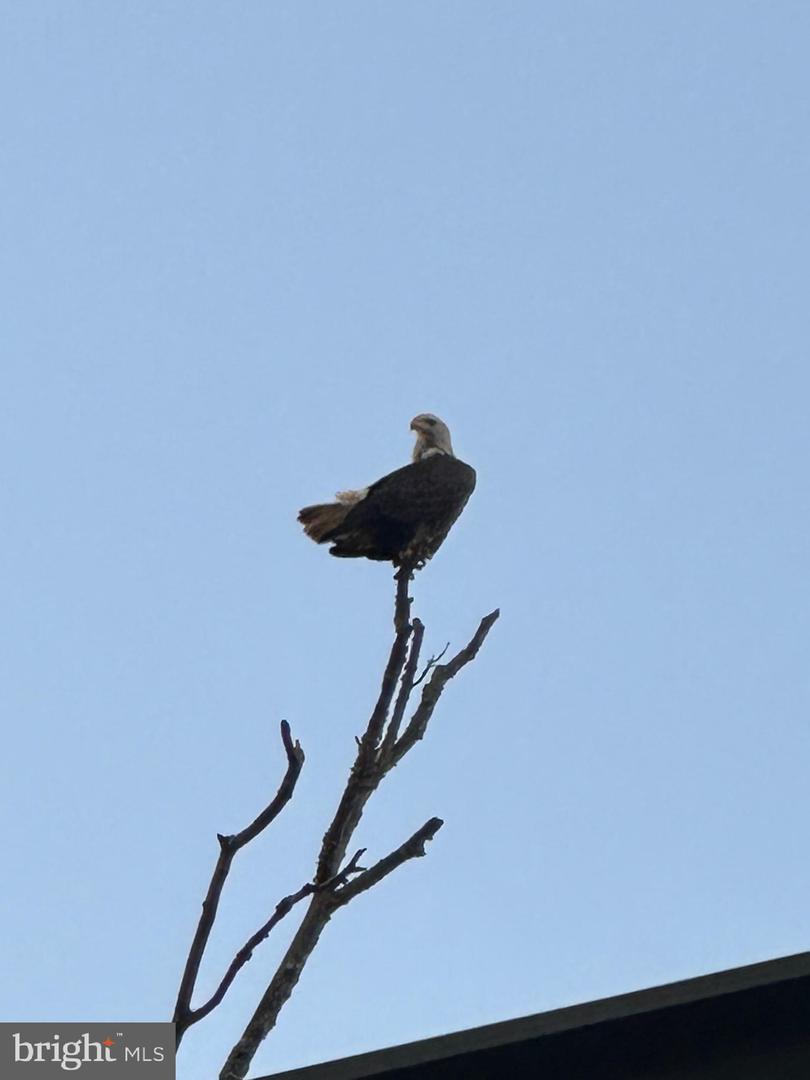 6033 WHIPSAWASON RD, KING GEORGE, Virginia 22485, 3 Bedrooms Bedrooms, ,2 BathroomsBathrooms,Residential,For Sale,6033 WHIPSAWASON RD,VAKG2006964 MLS # VAKG2006964