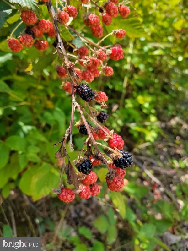 LOT 2 GALLOWAY SPRING LN, STANLEY, Virginia 22851, ,Land,For Sale,LOT 2 GALLOWAY SPRING LN,VAPA2005608 MLS # VAPA2005608