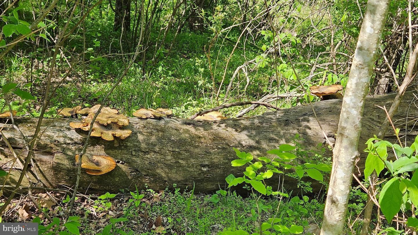 559 BESSIE BELL MOUNTAIN RD, CASTLETON, Virginia 22716, 3 Bedrooms Bedrooms, ,2 BathroomsBathrooms,Residential,For Sale,559 BESSIE BELL MOUNTAIN RD,VARP2002080 MLS # VARP2002080 559 BESSIE BELL MOUNTAIN RD, CASTLETON, Virginia 22716, 3 Bedrooms Bedrooms, ,2 BathroomsBathrooms,Residential,For Sale,559 BESSIE BELL MOUNTAIN RD,VARP2002080 MLS # VARP2002080