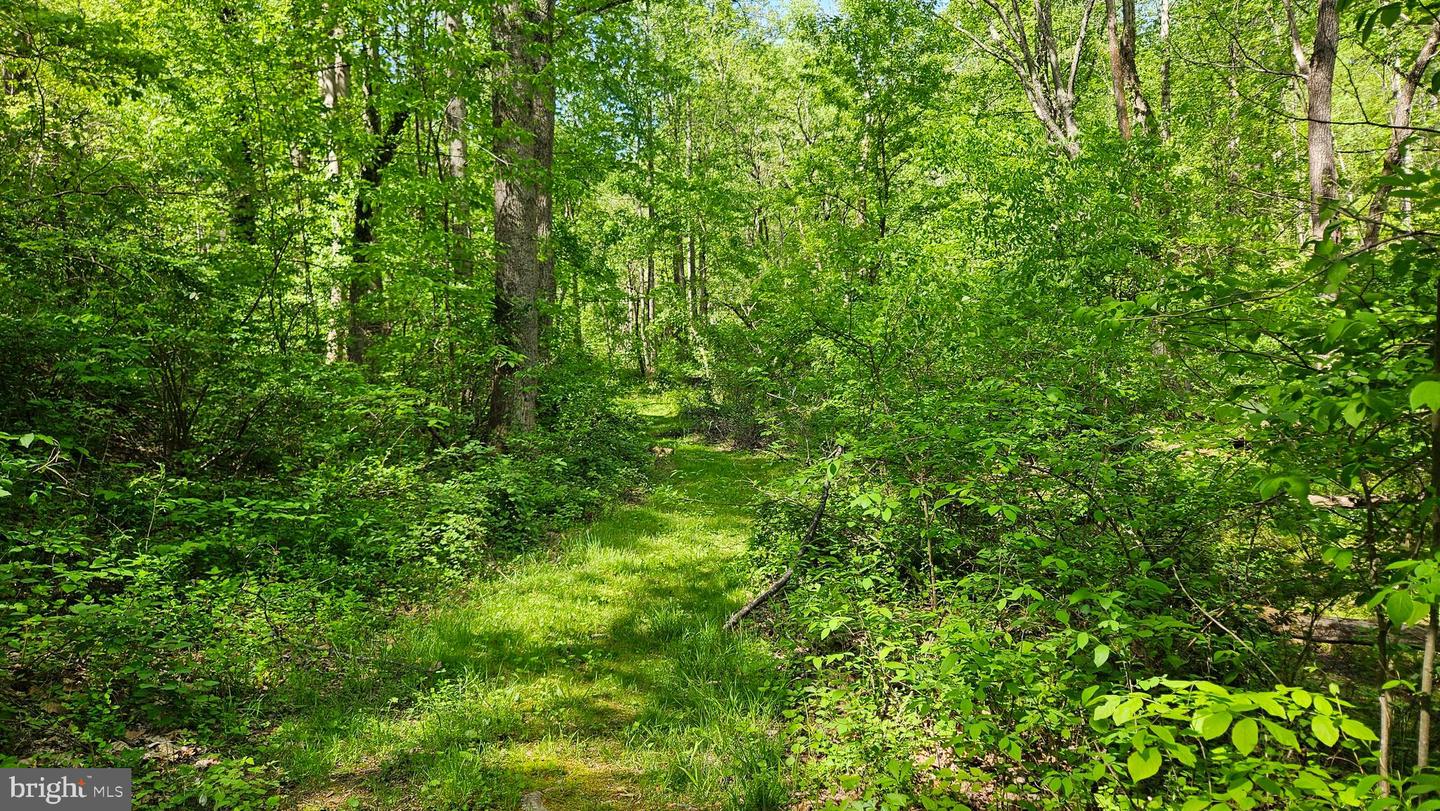 559 BESSIE BELL MOUNTAIN RD, CASTLETON, Virginia 22716, 3 Bedrooms Bedrooms, ,2 BathroomsBathrooms,Residential,For Sale,559 BESSIE BELL MOUNTAIN RD,VARP2002080 MLS # VARP2002080 559 BESSIE BELL MOUNTAIN RD, CASTLETON, Virginia 22716, 3 Bedrooms Bedrooms, ,2 BathroomsBathrooms,Residential,For Sale,559 BESSIE BELL MOUNTAIN RD,VARP2002080 MLS # VARP2002080