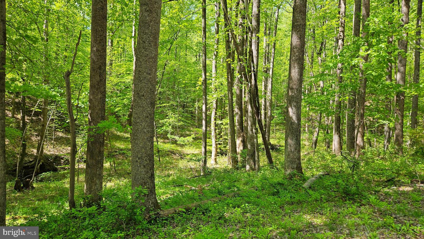 559 BESSIE BELL MOUNTAIN RD, CASTLETON, Virginia 22716, 3 Bedrooms Bedrooms, ,2 BathroomsBathrooms,Residential,For Sale,559 BESSIE BELL MOUNTAIN RD,VARP2002080 MLS # VARP2002080 559 BESSIE BELL MOUNTAIN RD, CASTLETON, Virginia 22716, 3 Bedrooms Bedrooms, ,2 BathroomsBathrooms,Residential,For Sale,559 BESSIE BELL MOUNTAIN RD,VARP2002080 MLS # VARP2002080