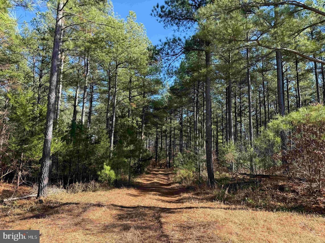 OFF OF DIANA MILL ROAD (TRACT: TANAGER ET2 2023, ARVONIA, Virginia 23004, ,Farm,For Sale,OFF OF DIANA MILL ROAD (TRACT: TANAGER ET2 2023,VABH2000246 MLS # VABH2000246