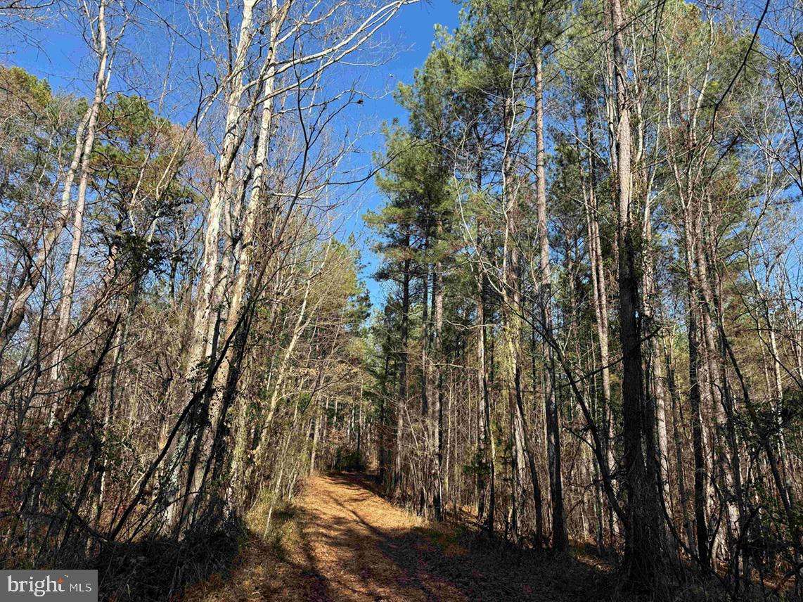 OFF OF DIANA MILL ROAD (TRACT: TANAGER ET2 2023, ARVONIA, Virginia 23004, ,Farm,For Sale,OFF OF DIANA MILL ROAD (TRACT: TANAGER ET2 2023,VABH2000246 MLS # VABH2000246