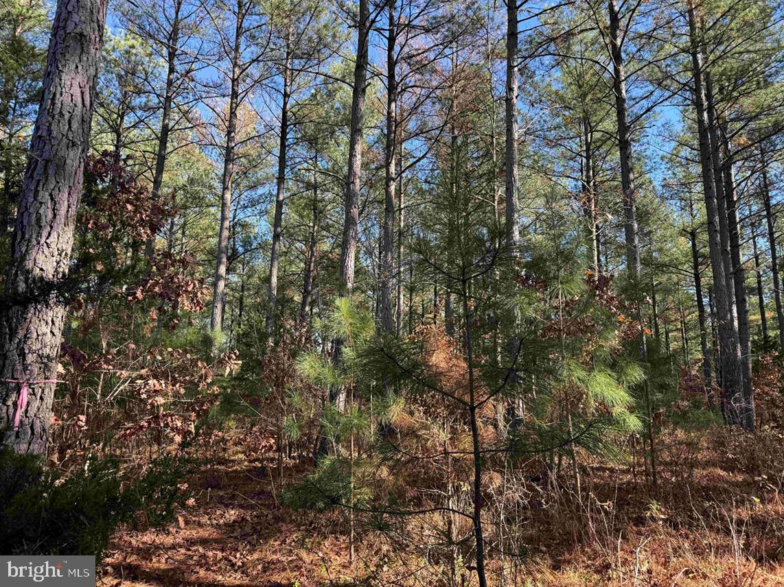 OFF OF DIANA MILL ROAD (TRACT: TANAGER ET2 2023, ARVONIA, Virginia 23004, ,Farm,For Sale,OFF OF DIANA MILL ROAD (TRACT: TANAGER ET2 2023,VABH2000246 MLS # VABH2000246