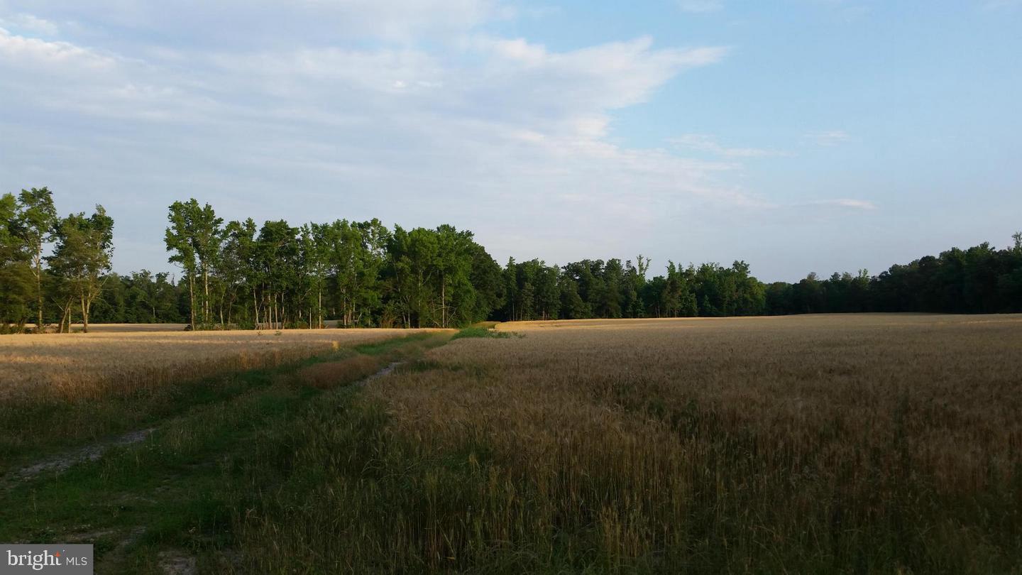 TAX IDS 35 71&amp;71C STONEY KNOLL AND KINGS M, KING GEORGE, Virginia 22485, ,Farm,For Sale,TAX IDS 35 71&amp;71C STONEY KNOLL AND KINGS M,VAKG2006628 MLS # VAKG2006628