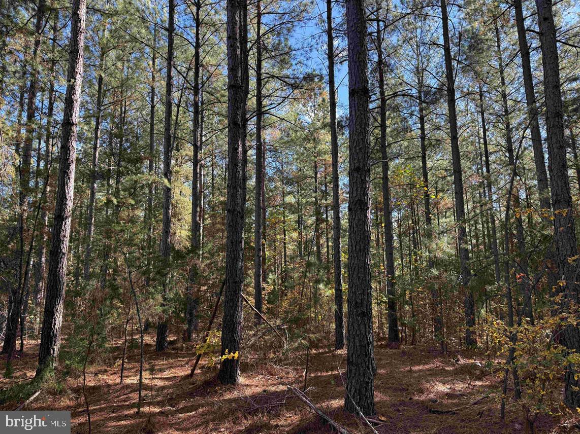 OFF OF SHORES ROAD (TRACT: TANAGER ET2 2020), SCOTTSVILLE, Virginia 24590, ,Farm,For Sale,OFF OF SHORES ROAD (TRACT: TANAGER ET2 2020),VAFN2000552 MLS # VAFN2000552