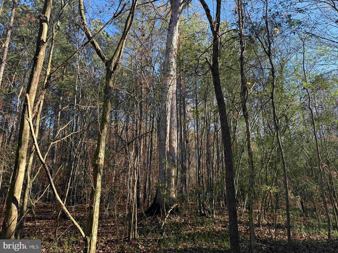 SLAGLES LAKE ROAD (TRACT: CHESAPEAKE GEORGE RAE), EMPORIA, Virginia 23847, ,Farm,For Sale,SLAGLES LAKE ROAD (TRACT: CHESAPEAKE GEORGE RAE),VAGE2000022 MLS # VAGE2000022