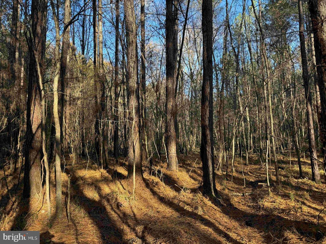 SLAGLES LAKE ROAD (TRACT: CHESAPEAKE GEORGE RAE), EMPORIA, Virginia 23847, ,Farm,For Sale,SLAGLES LAKE ROAD (TRACT: CHESAPEAKE GEORGE RAE),VAGE2000022 MLS # VAGE2000022