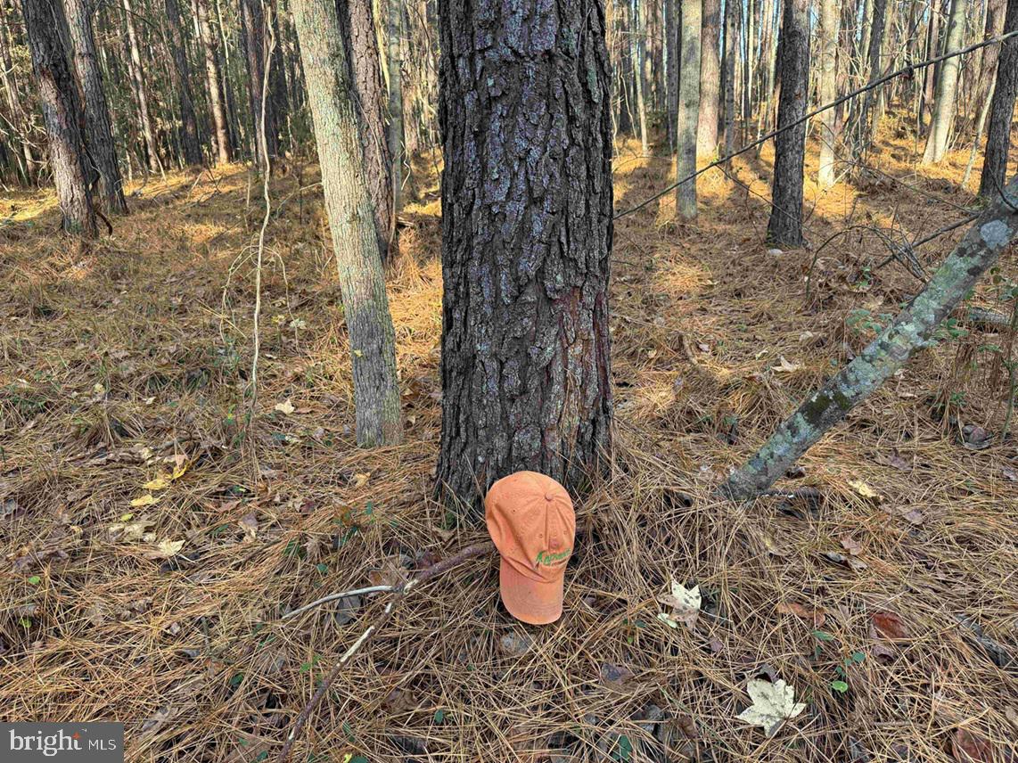 SLAGLES LAKE ROAD (TRACT: CHESAPEAKE GEORGE RAE), EMPORIA, Virginia 23847, ,Farm,For Sale,SLAGLES LAKE ROAD (TRACT: CHESAPEAKE GEORGE RAE),VAGE2000022 MLS # VAGE2000022