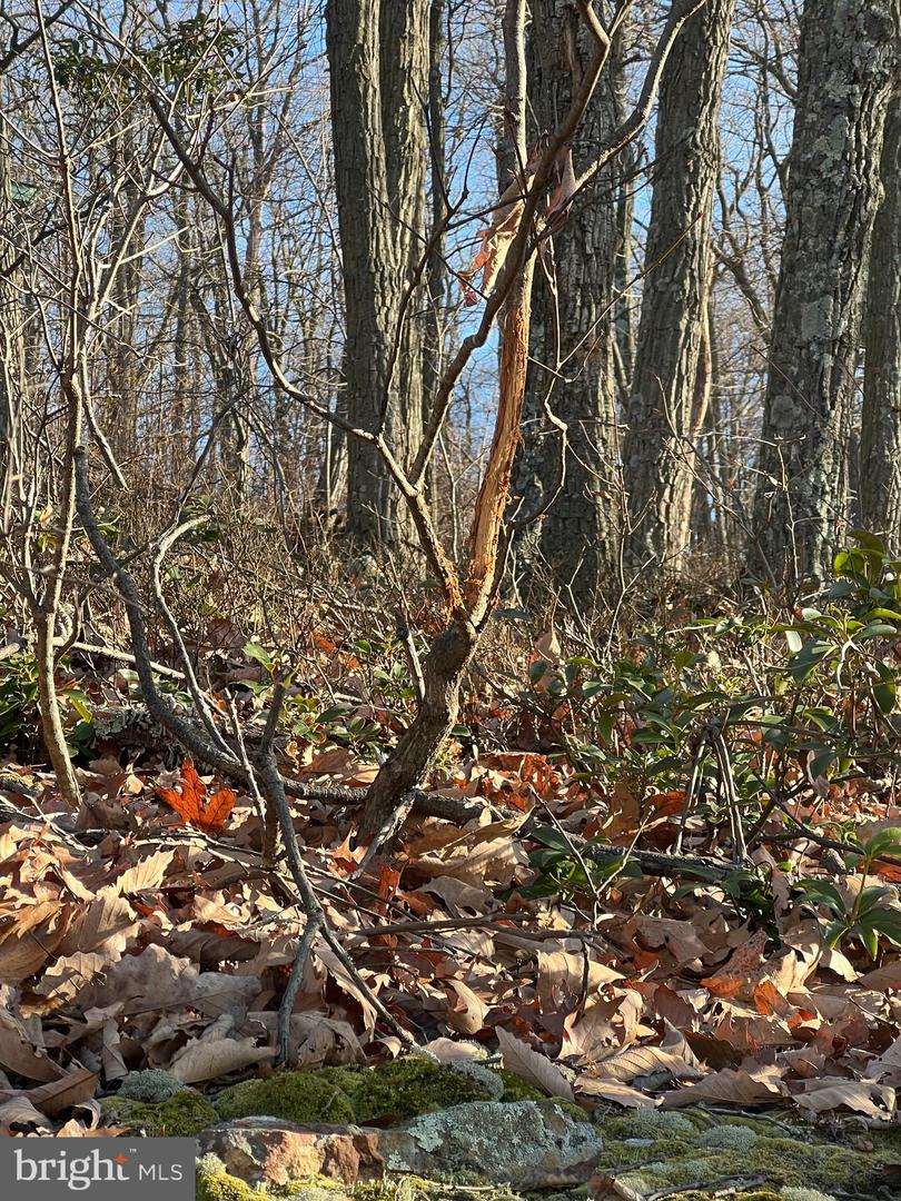 92 BOBCAT TRAIL, WINCHESTER, Virginia 22602, ,Farm,For Sale,92 BOBCAT TRAIL,VAFV2038326 MLS # VAFV2038326