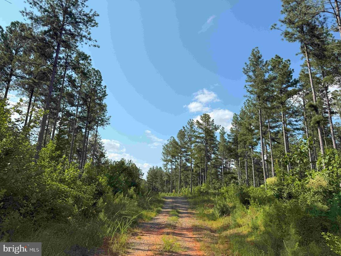 DOGWOOD DRIVE (TRACT: JR BEDFORD-BOWLES_SIMS-3), COLUMBIA, Virginia 23038, ,Farm,For Sale,DOGWOOD DRIVE (TRACT: JR BEDFORD-BOWLES_SIMS-3),VAFN2000524 MLS # VAFN2000524 DOGWOOD DRIVE (TRACT: JR BEDFORD-BOWLES_SIMS-3), COLUMBIA, Virginia 23038, ,Farm,For Sale,DOGWOOD DRIVE (TRACT: JR BEDFORD-BOWLES_SIMS-3),VAFN2000524 MLS # VAFN2000524