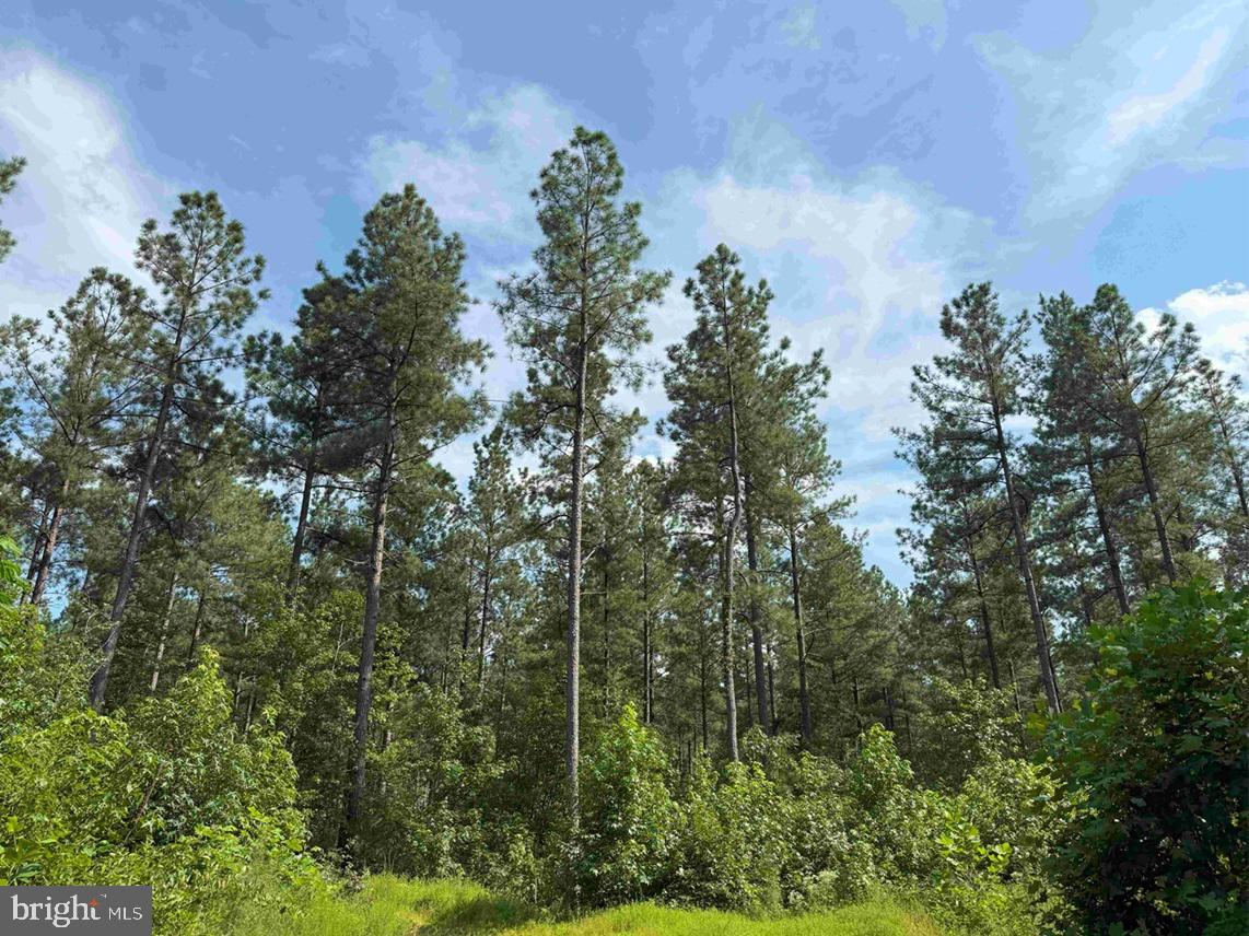 DOGWOOD DRIVE (TRACT: JR BEDFORD-BOWLES_SIMS-3), COLUMBIA, Virginia 23038, ,Farm,For Sale,DOGWOOD DRIVE (TRACT: JR BEDFORD-BOWLES_SIMS-3),VAFN2000524 MLS # VAFN2000524 DOGWOOD DRIVE (TRACT: JR BEDFORD-BOWLES_SIMS-3), COLUMBIA, Virginia 23038, ,Farm,For Sale,DOGWOOD DRIVE (TRACT: JR BEDFORD-BOWLES_SIMS-3),VAFN2000524 MLS # VAFN2000524