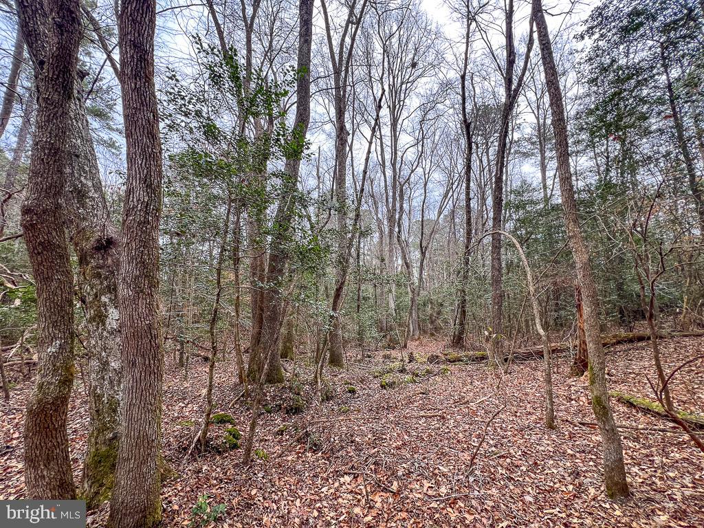 53.778 ACRES KIDDS FORK RD, MILFORD, Virginia 22514, ,Farm,For Sale,53.778 ACRES KIDDS FORK RD,VACV2009258 MLS # VACV2009258