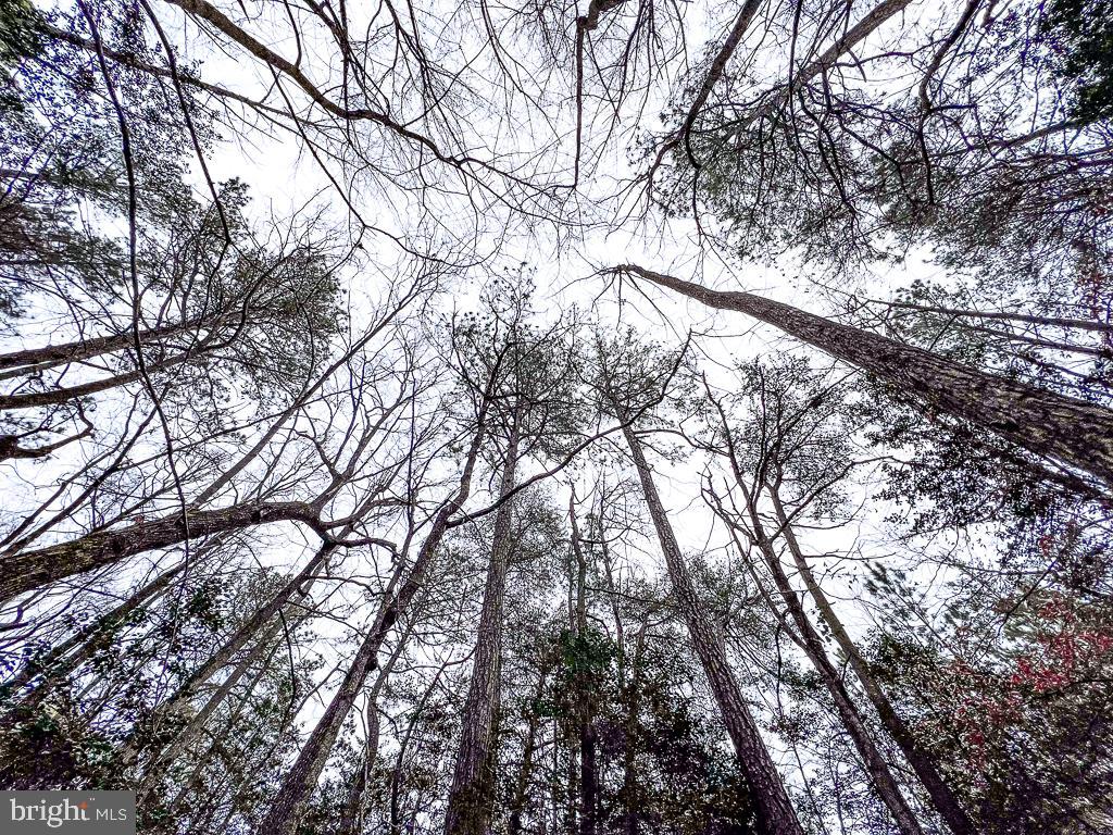 53.778 ACRES KIDDS FORK RD, MILFORD, Virginia 22514, ,Farm,For Sale,53.778 ACRES KIDDS FORK RD,VACV2009258 MLS # VACV2009258