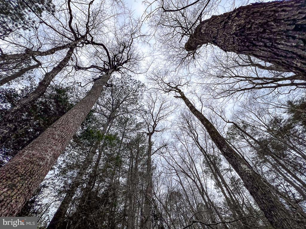 53.778 ACRES KIDDS FORK RD, MILFORD, Virginia 22514, ,Farm,For Sale,53.778 ACRES KIDDS FORK RD,VACV2009258 MLS # VACV2009258