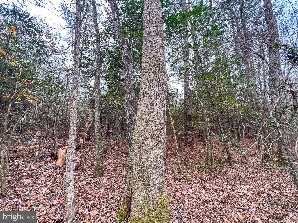 53.778 ACRES KIDDS FORK RD, MILFORD, Virginia 22514, ,Farm,For Sale,53.778 ACRES KIDDS FORK RD,VACV2009258 MLS # VACV2009258