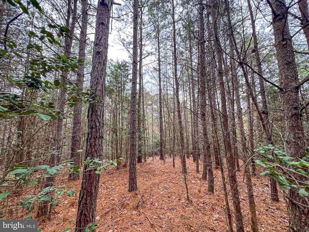 53.778 ACRES KIDDS FORK RD, MILFORD, Virginia 22514, ,Farm,For Sale,53.778 ACRES KIDDS FORK RD,VACV2009258 MLS # VACV2009258