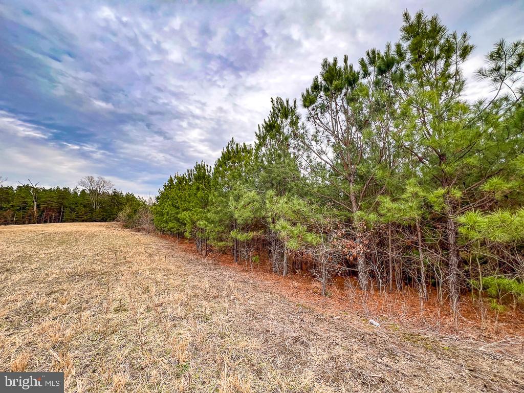 53.778 ACRES KIDDS FORK RD, MILFORD, Virginia 22514, ,Farm,For Sale,53.778 ACRES KIDDS FORK RD,VACV2009258 MLS # VACV2009258