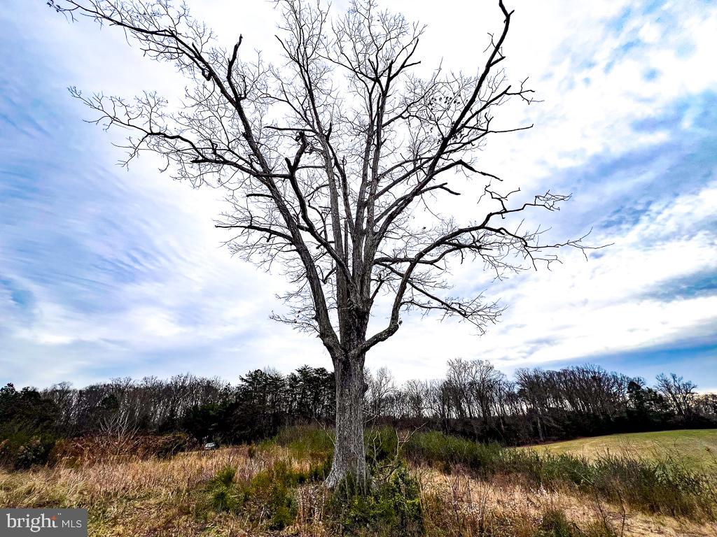 53.778 ACRES KIDDS FORK RD, MILFORD, Virginia 22514, ,Farm,For Sale,53.778 ACRES KIDDS FORK RD,VACV2009258 MLS # VACV2009258