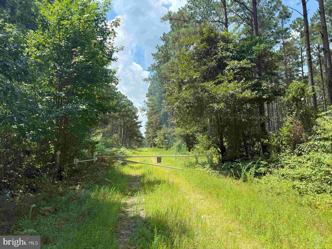 N LIBERTY SPRING RD (TRACT: CHES. BLOCK 4-61-119), SUFFOLK, Virginia 23432, ,Farm,For Sale,N LIBERTY SPRING RD (TRACT: CHES. BLOCK 4-61-119),VASF2000056 MLS # VASF2000056